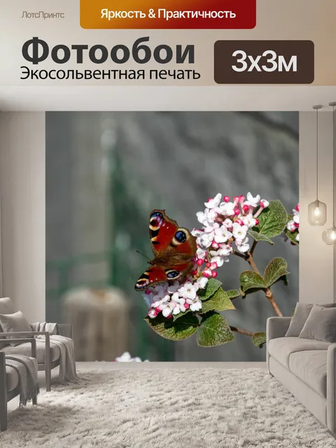 Фотообои Бабочка-павлин, насекомое