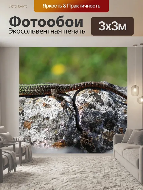Фотообои Итальянская настенная ящерица