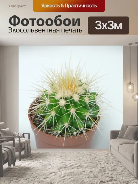 Фотообои Золотой шар кактус