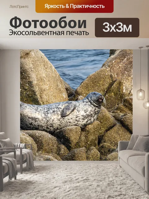 Фотообои морской лев