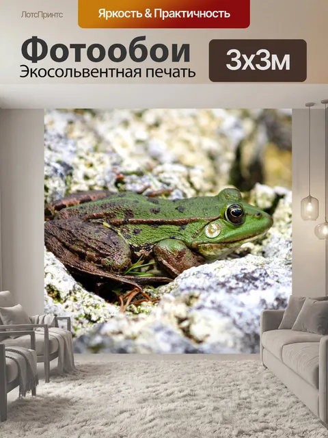 Фотообои Лягушка