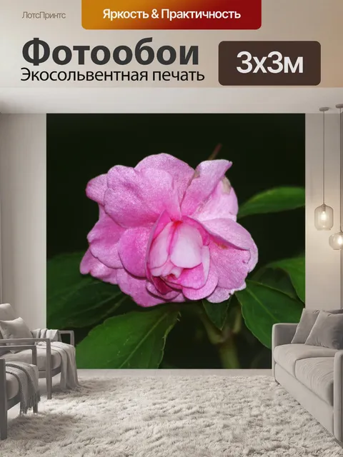 Фотообои Мерцающая розовая бегония на черном