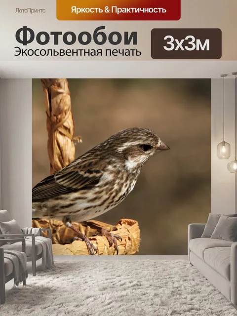 Фотообои Женский фиолетовый дом Финч крупным план