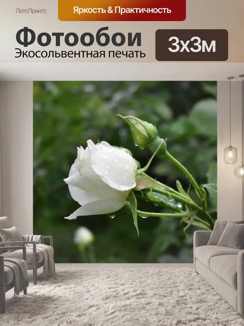 Фотообои Розы