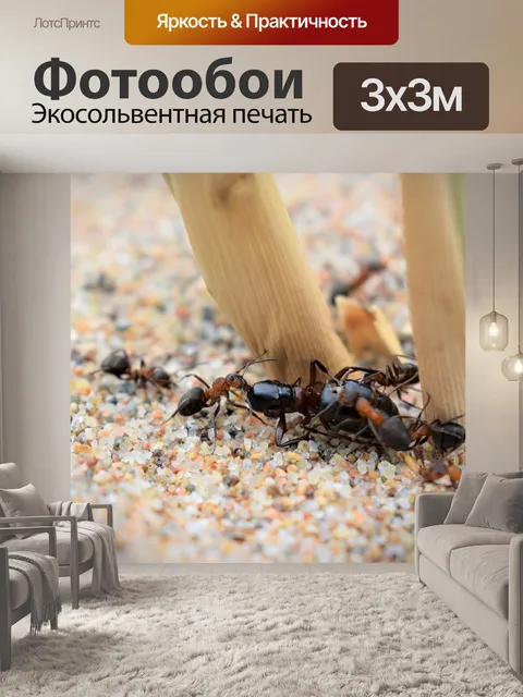 Фотообои Муравей