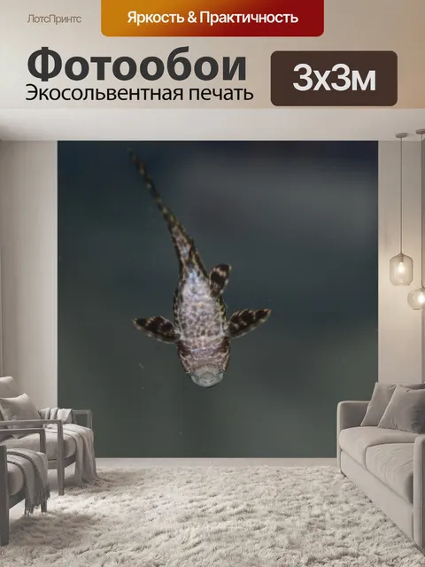 Фотообои Рыба