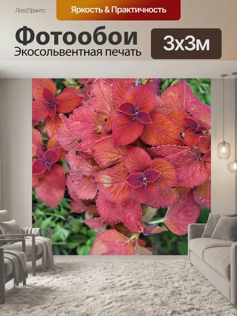 Фотообои Красный лист колеус