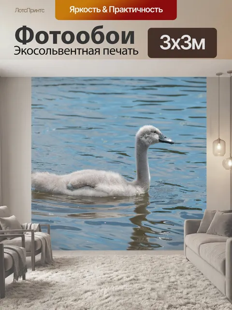 Фотообои Молодой лебедь на воде