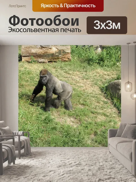 Фотообои Горилла зырящая