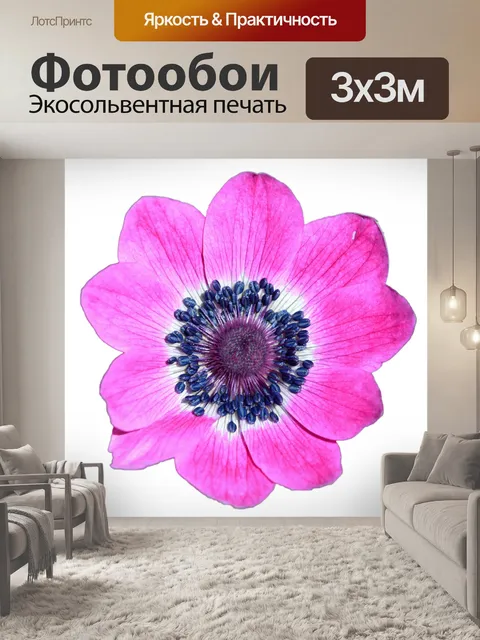 Фотообои Розовый цветок макрос, изолированных