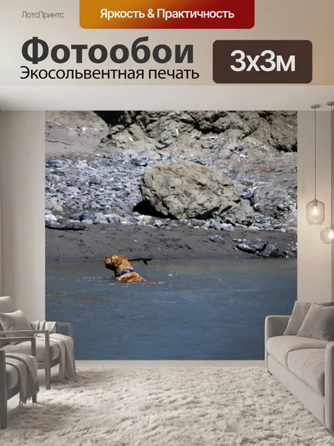 Фотообои Собака в воде