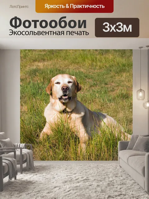 Фотообои Лабрадор ретривер