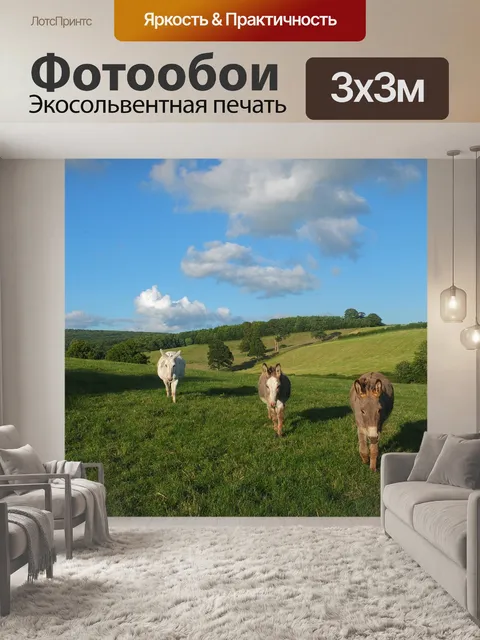 Фотообои Ослы