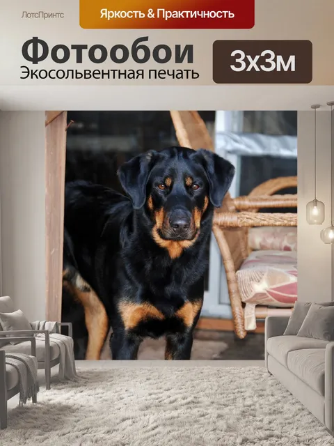 Фотообои Собака