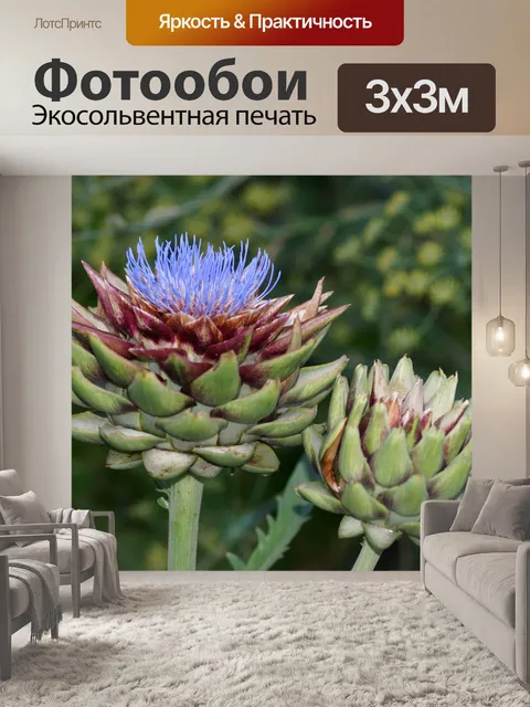 Фотообои Артишок Cynara cardunculus фото