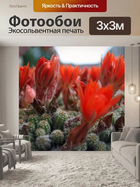 Фотообои Кактусы с красными цветами