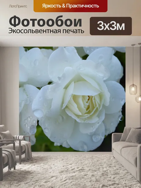 Фотообои Белая роза крупным планом