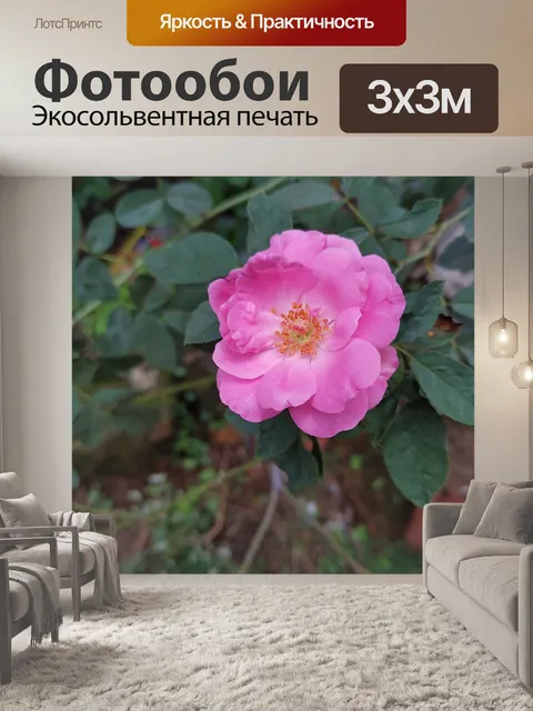 Фотообои Розовая роза