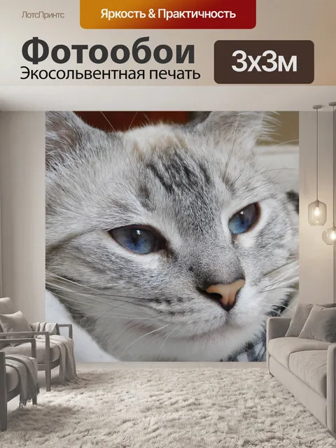 Фотообои Белая кошка