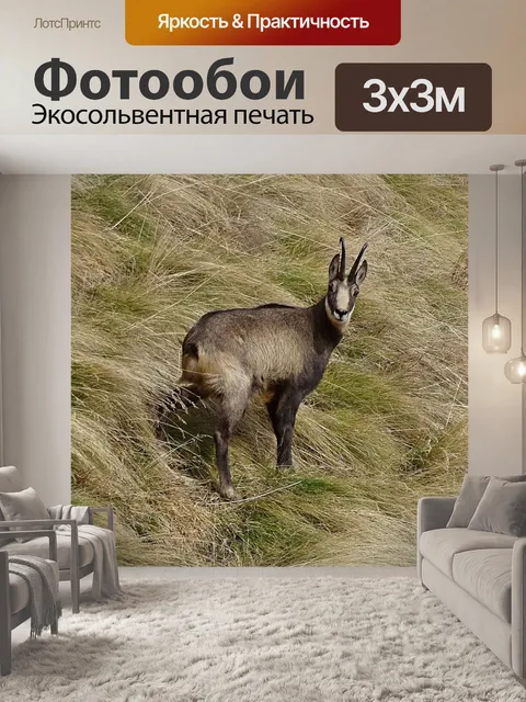 Фотообои Серна