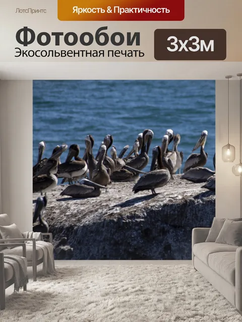 Фотообои Пеликаны
