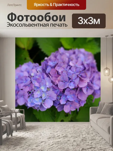 Фотообои Гортензия