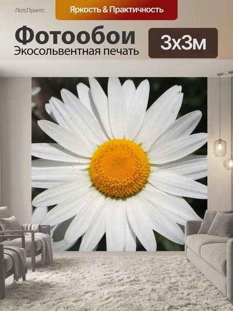 Фотообои Белые ромашки
