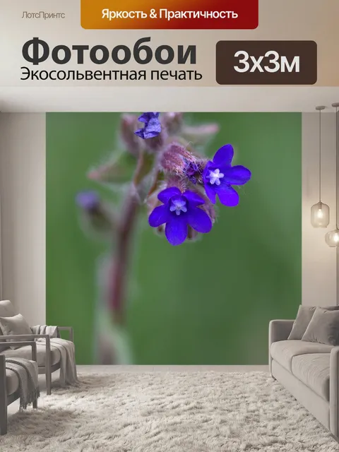 Фотообои Васильковый