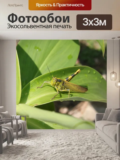 Фотообои Одна нога кузнечика на листе