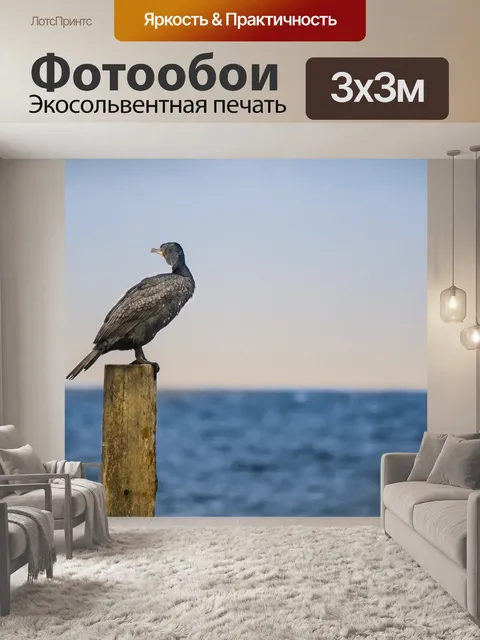 Фотообои Баклан