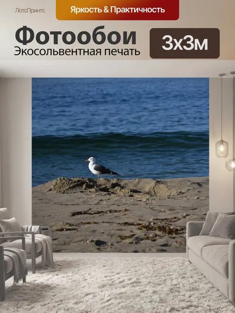 Фотообои Чайка на песчаной берме