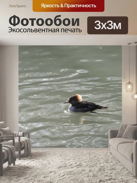 Фотообои С капюшоном крохаль