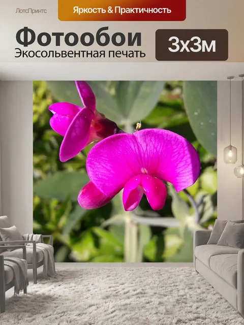 Фотообои Сладкого гороха