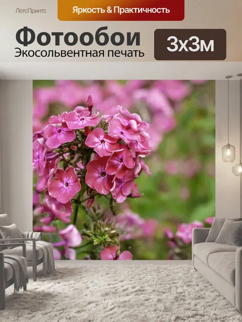 Фотообои Сад флоксов