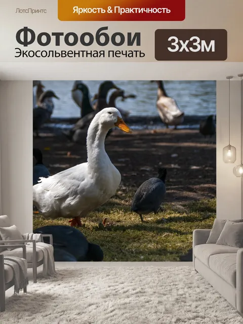 Фотообои Утка