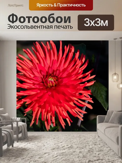 Фотообои Георгин, красный цветок