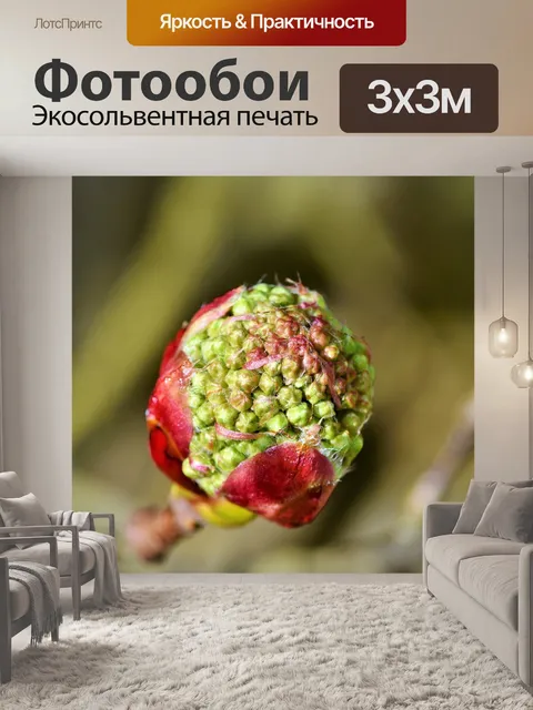 Фотообои Рябина