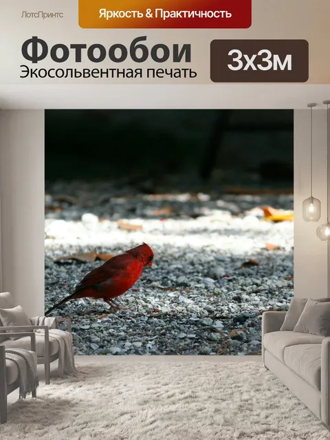 Фотообои Красная птица