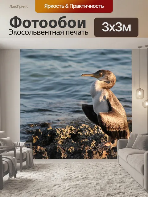 Фотообои Баклан