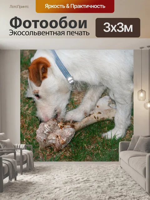 Фотообои собака грызть ее кости