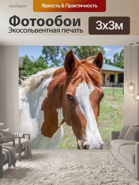 Фотообои Лошадь