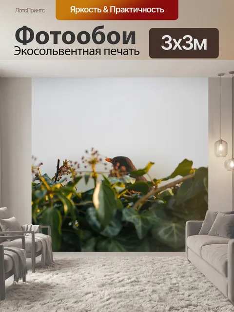 Фотообои Черный дрозд