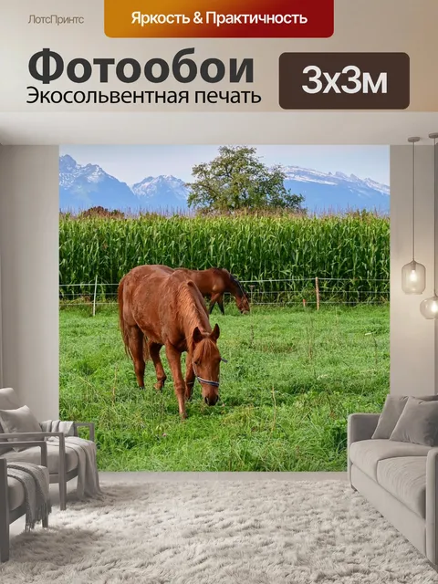 Фотообои Лошади