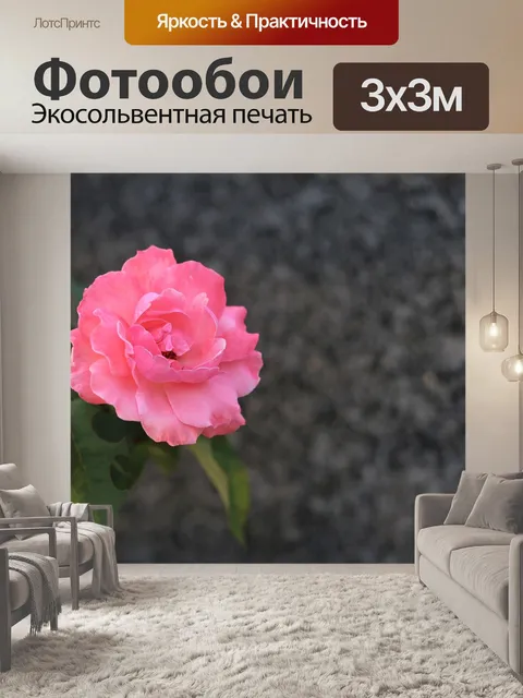 Фотообои Розовая роза