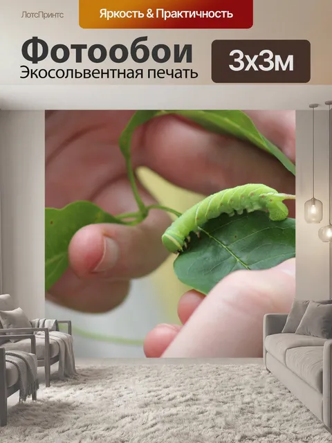 Фотообои Волнистая сфинксная гусеница на листьях