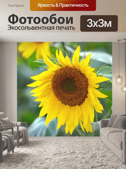 Фотообои Подсолнух осенью цвести цветок
