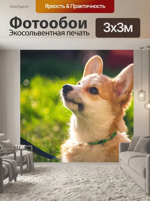 Фотообои Вельш корги