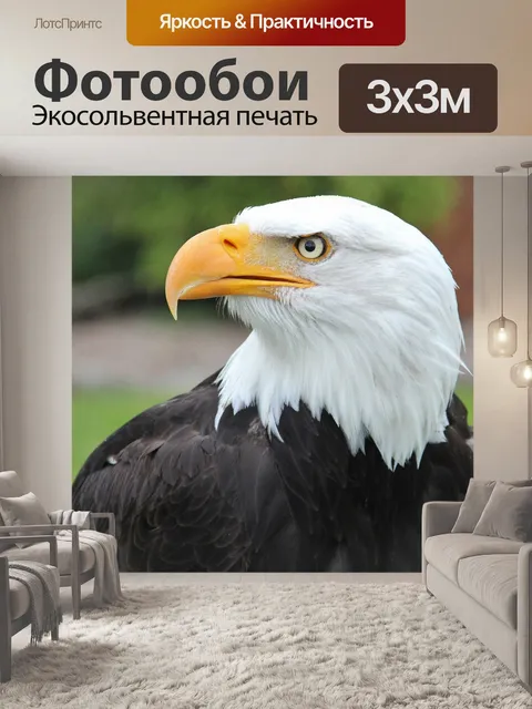 Фотообои Белоголовый орлан