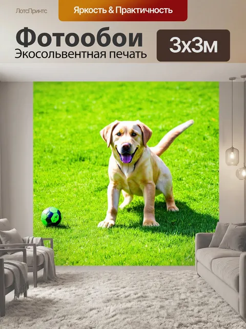 Фотообои лабрадор, играющий с мячом на зелёном луже, солнечный день, яркие цвета, счастливая атмосфера