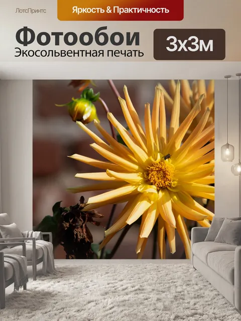 Фотообои Георгин, цветок, муха, насекомое